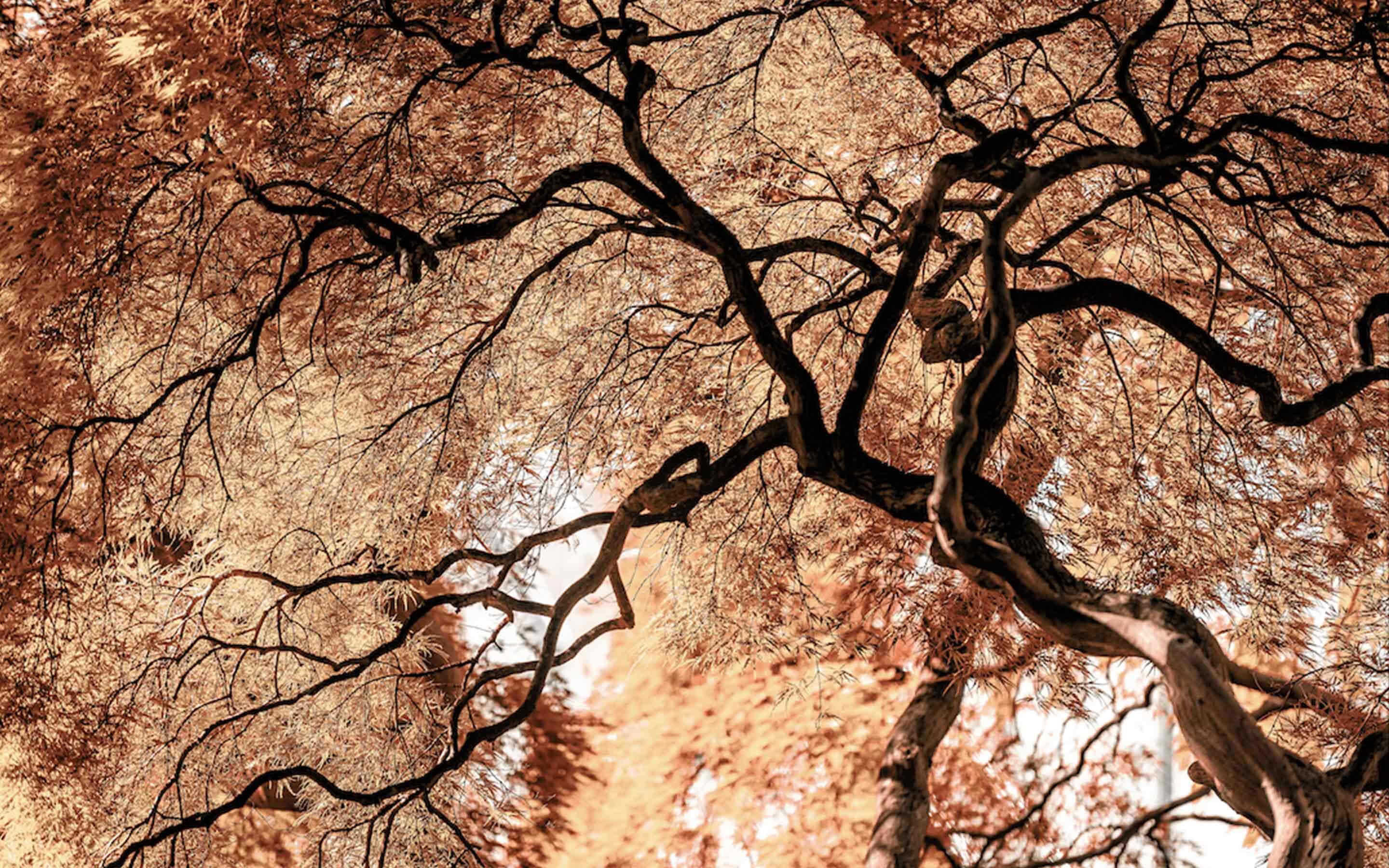 Leaf-Twisted-Canopy-Haberdashery-inspiration-slideshow-2880x1880