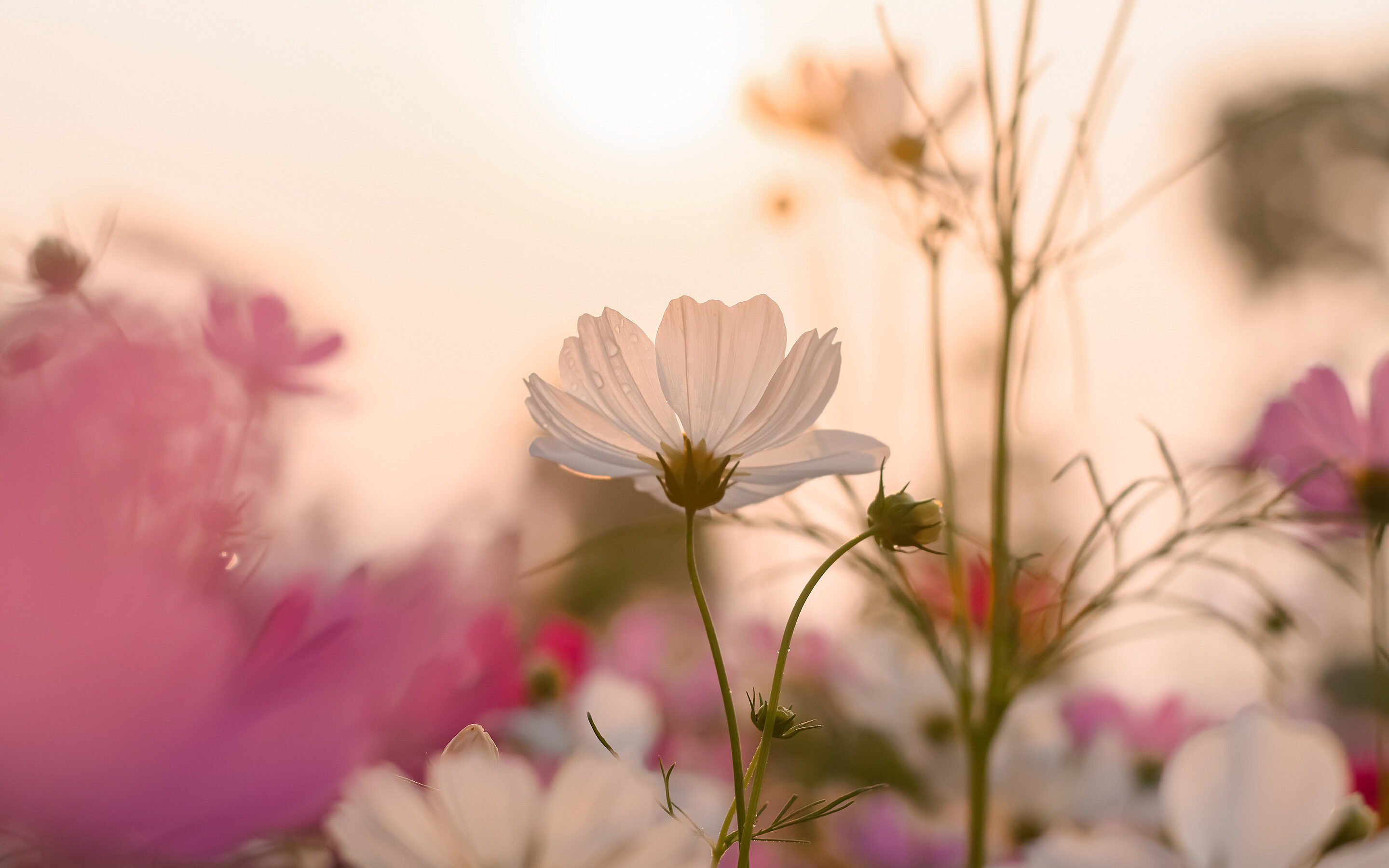 Summer-Meadow-Haberdashery-Slideshow-3